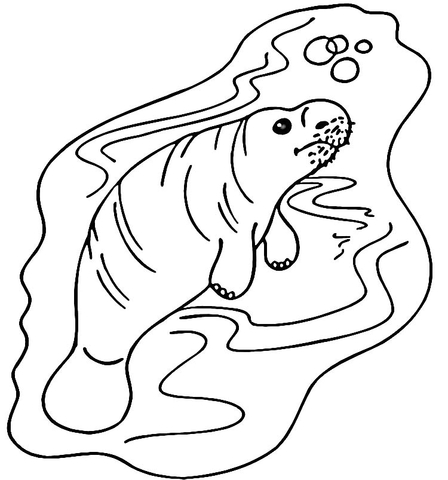 Manatee In The Water  Coloring Page